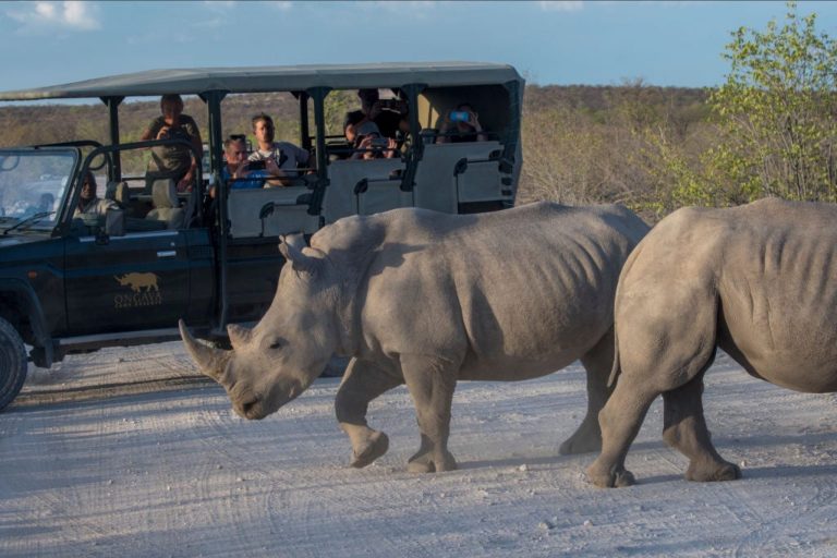 Africa’s Tourism Rebound Sparks Investor Interest in Experiential and Green Travel