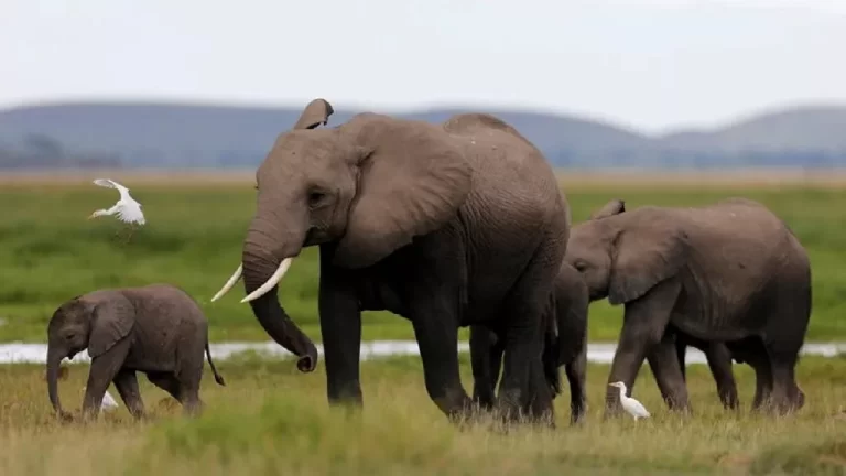 African elephants under ‘imminent risk’ of extinction – CITES